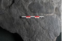 Foto (Detailansicht) von Plantae indet.  (NHMW-GEO-2024-0188-11541)